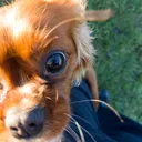 @bellsthecav