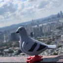 @pigeon_eric