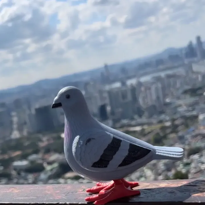 pigeon_eric