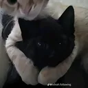 @felix.j.vitellaro