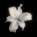 @ll77c