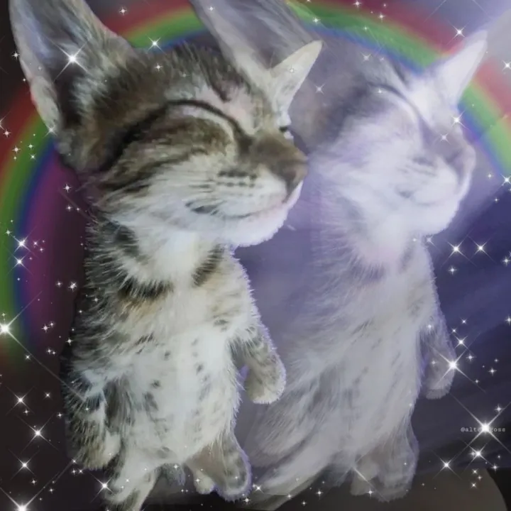 @sxycatmom