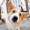 pet.home338