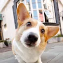 @pet.home338