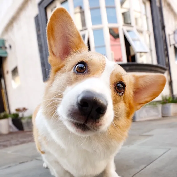 @pet.home338