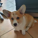 @cheddarthecorgi