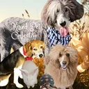 @mixedpetcollective