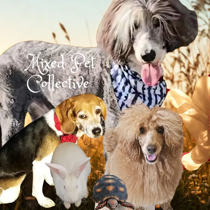 mixedpetcollective