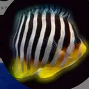 @fishfish795