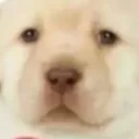 @sorroki