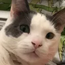 @meeko_z