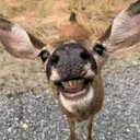 @counrty_4_life