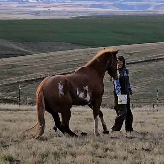 cowgirltuffcolttraining