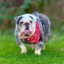 @rhinothemerlebritishbull