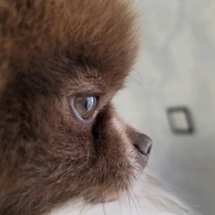 crinaalinachifa
