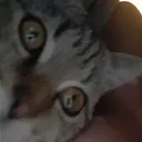 @jucktvmichnicht