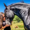 @black_the_friesian