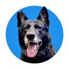 nero_the_ky_gsd