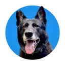 @nero_the_ky_gsd