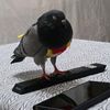 pidgetokfv