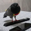@pidgetokfv