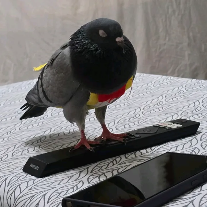 pidgetokfv