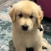 tucker_tha_golden