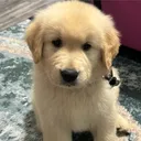 @tucker_tha_golden