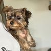 pennytheyorkie34