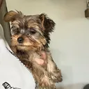 @pennytheyorkie34
