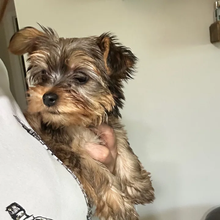 pennytheyorkie34