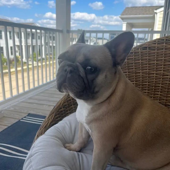 mavisthefrenchie