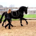 @winged_mustang