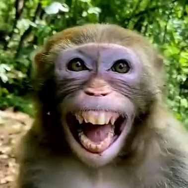 monkeyvlogger4