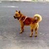 oho_red