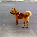 @oho_red