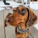 @normanthewienerdog