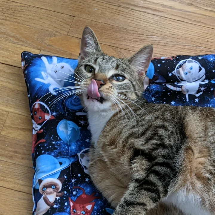 whiskstowhiskers