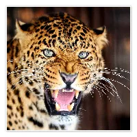wildlife.96