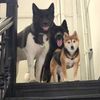 akitas.shiba