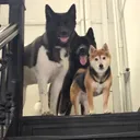 @akitas.shiba