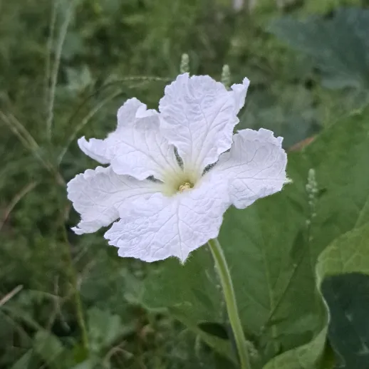 @vikassharma0778