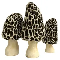 pvforagers