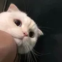 @funny.house.pet.jamal