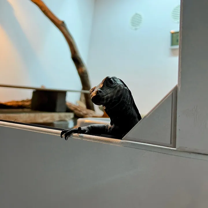 lookatmylizard