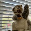 hazelnutthesquirrel