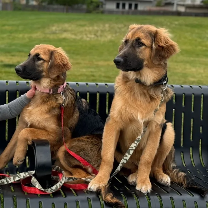 lifewithgoldenshepherds