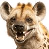 selvageriaanimal