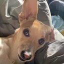 @goodboysheldon