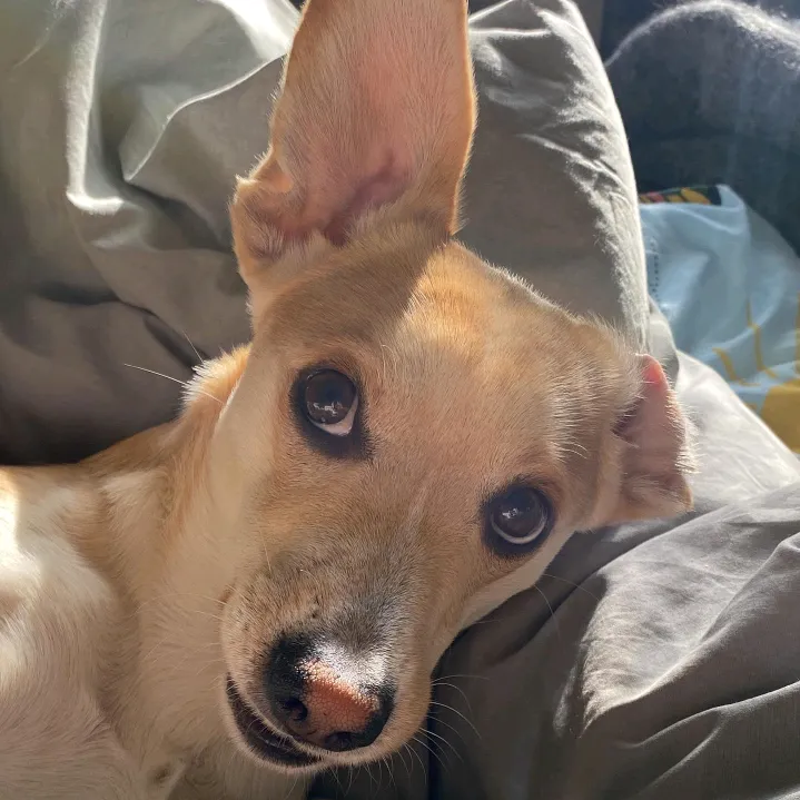 @goodboysheldon
